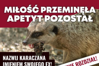 „Surykatka zamknie rozdział”. Orientarium w Łodzi pomoże Ci rozprawić się z ex