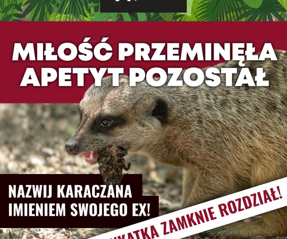 „Surykatka zamknie rozdział”. Orientarium w Łodzi pomoże rozprawić się z ex