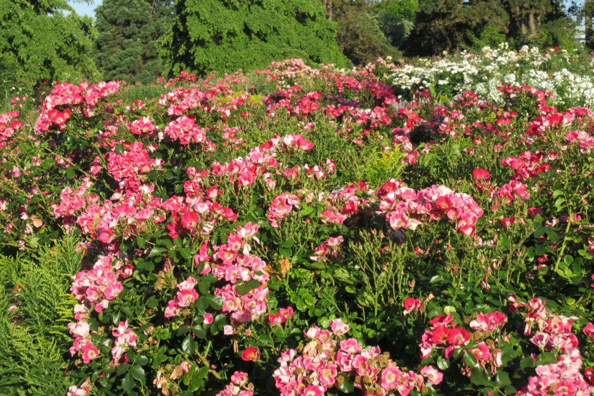 Róże okrywowe