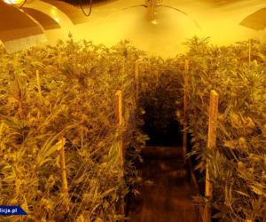 CBŚP zlikwidowało w Łódzkiem OGROMNĄ plantację marihuany