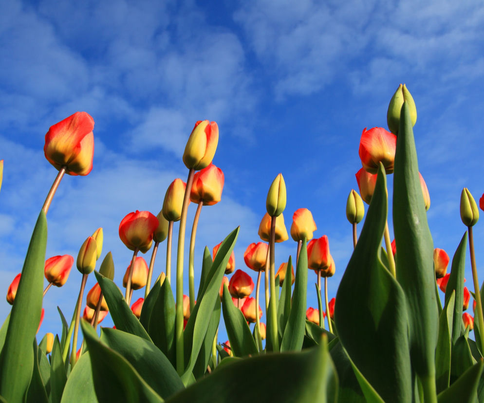 Tulipany