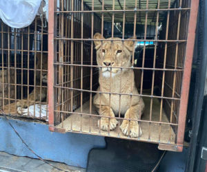 Poznańskie ZOO ratuje dzikie zwierzęta z Ukrainy