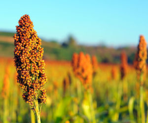 Sorgo