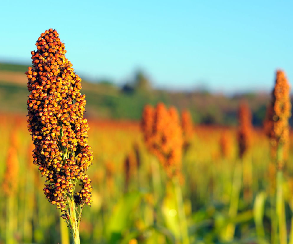 Sorgo