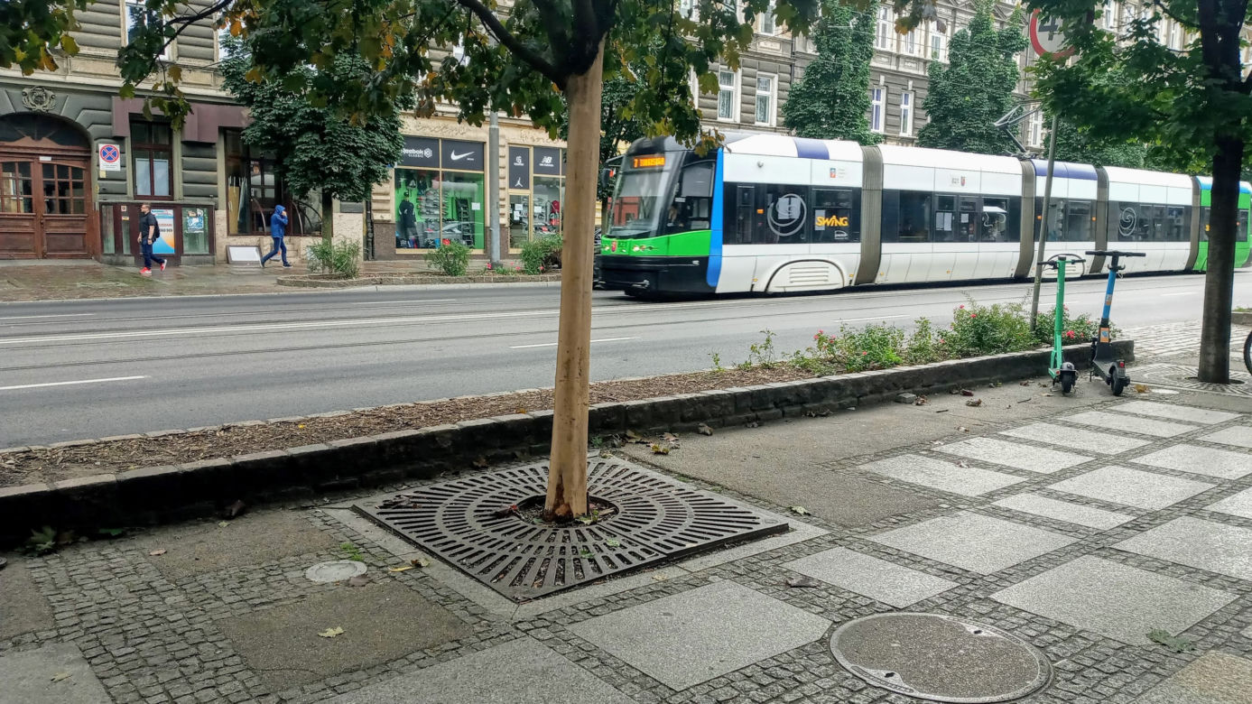 Ktoś celowo okalecza drzewa w centrum Szczecina