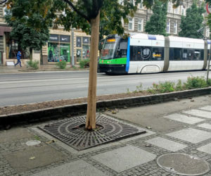 Ktoś celowo okalecza drzewa w centrum Szczecina