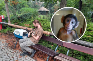 Sunny została sierotą 3 tygodnie po porodzie. Inne samice ją odrzuciły. Mamą został opiekun Bartek