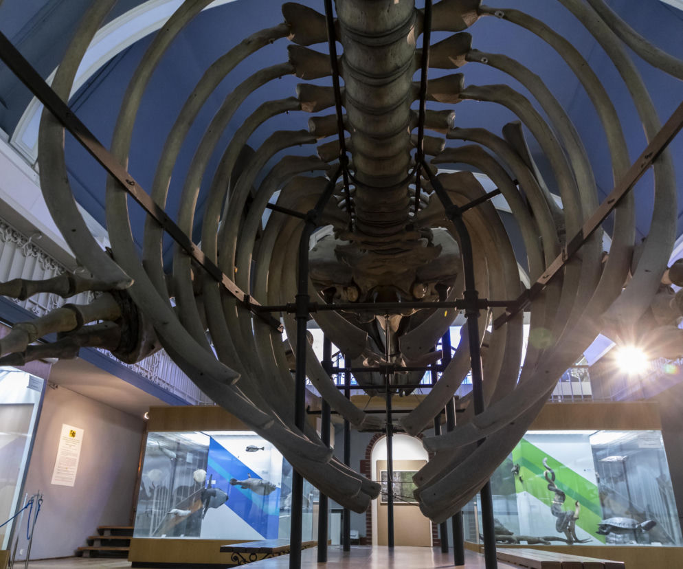 Szkielet ogromnego płetwala błękitnego we wrocławskim Muzeum Przyrodniczym