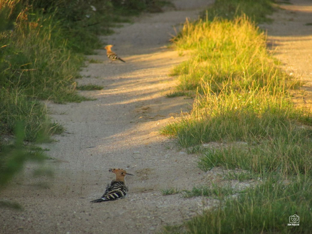 Podlaska fauna