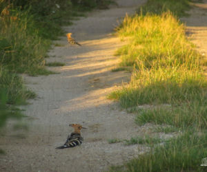 Podlaska fauna