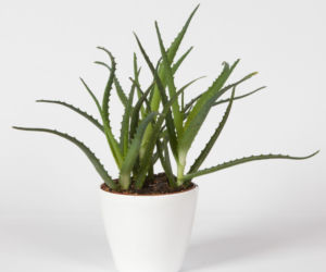 Aloes