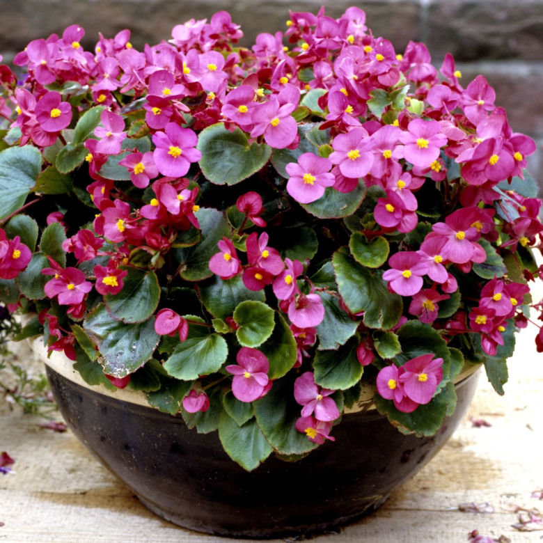 Begonia stale kwitnąca