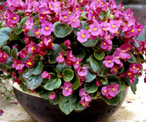 Begonia stale kwitnąca
