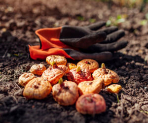 Kiedy można sadzić mieczyki do gruntu? Sprawdź!