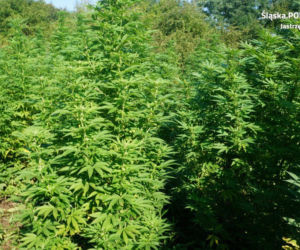 Prawie 300 krzewów, z których powstałoby aż 100 tysięcy porcji marihuany! Plantacja zlikwidowana [ZDJĘCIA]