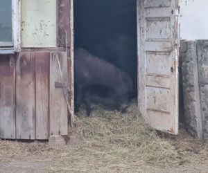Dramat zwierząt w mini ZOO w Kałkowie