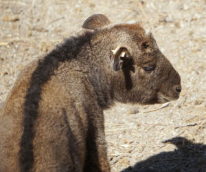 We wrocławskim zoo urodził się drugi w Polsce takin złoty
