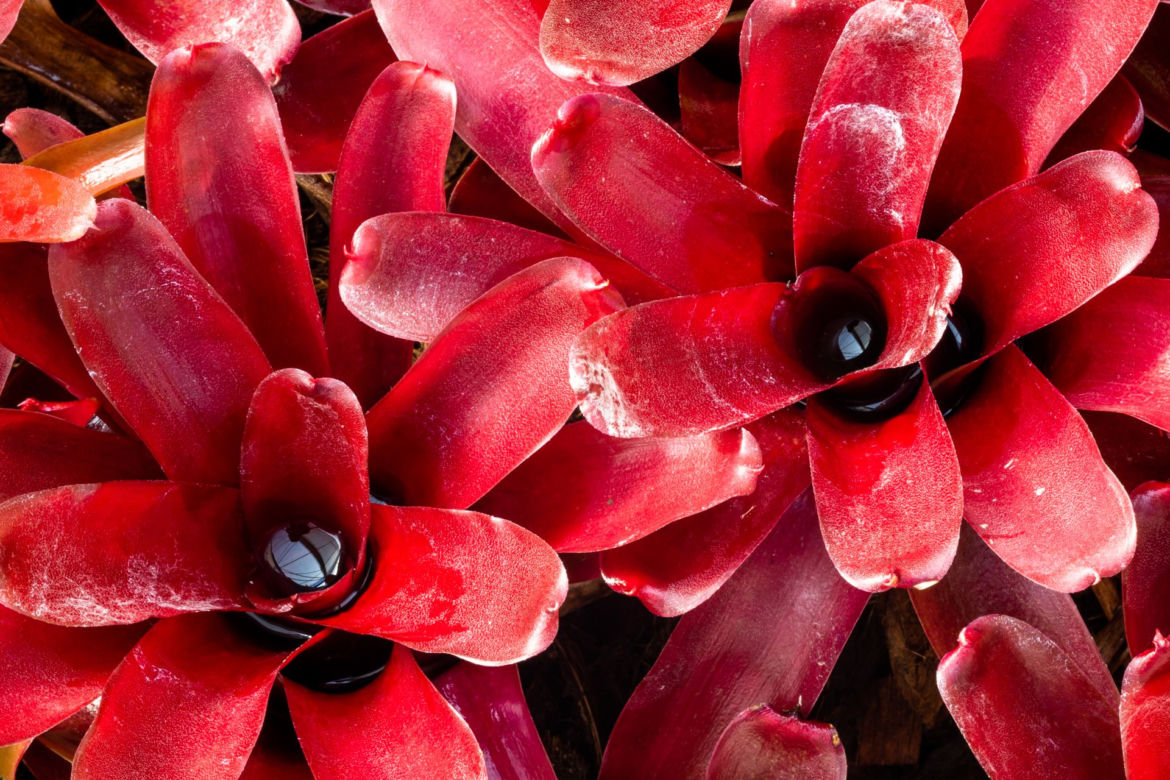 Neoregelia