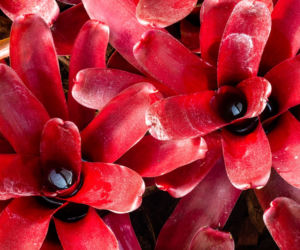 Neoregelia