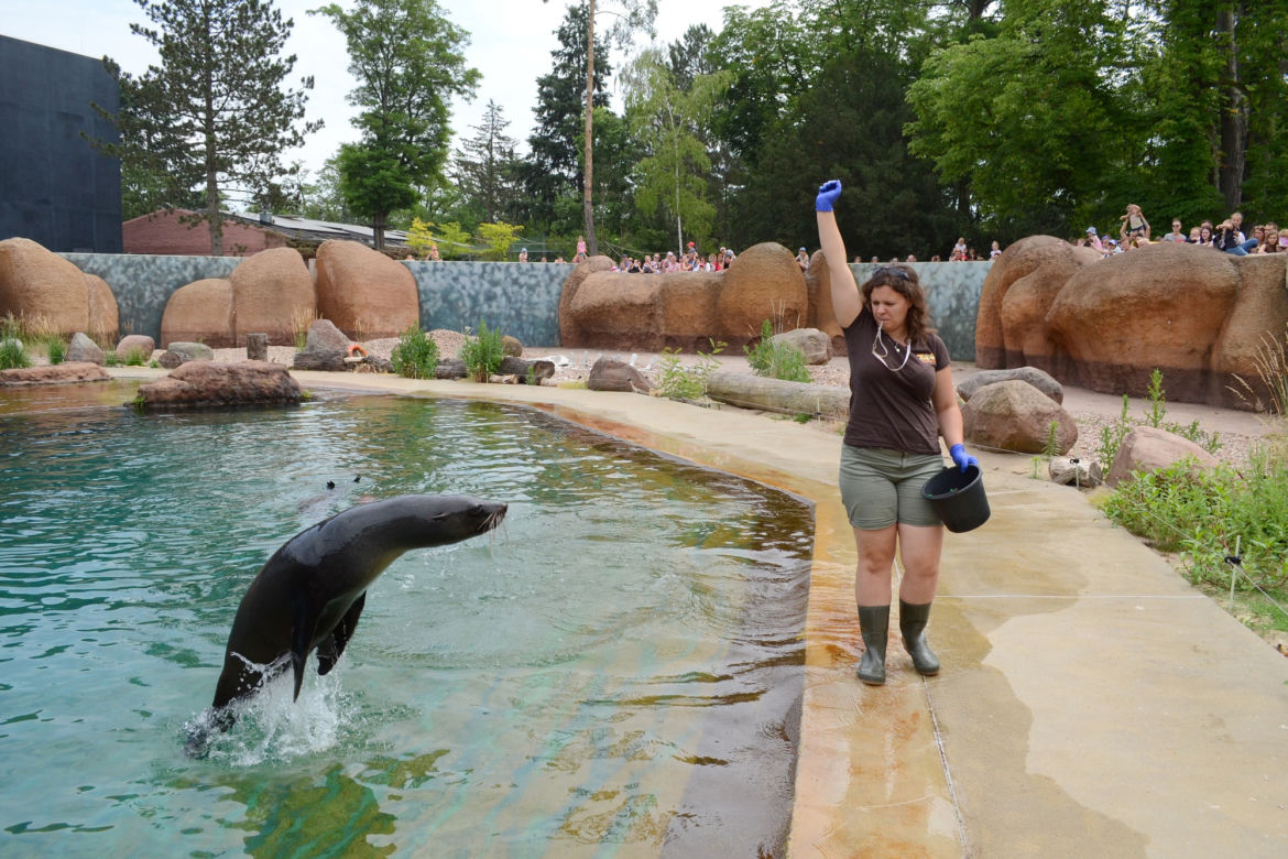 Zoo Wrocław: Kotiki afrykańskie