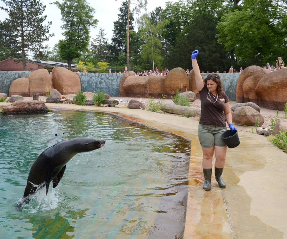 Zoo Wrocław: Kotiki afrykańskie
