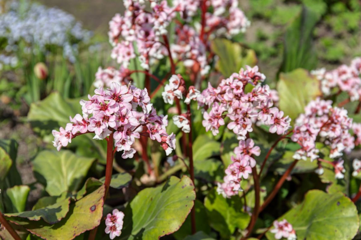 Bergenia