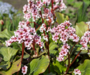 Bergenia
