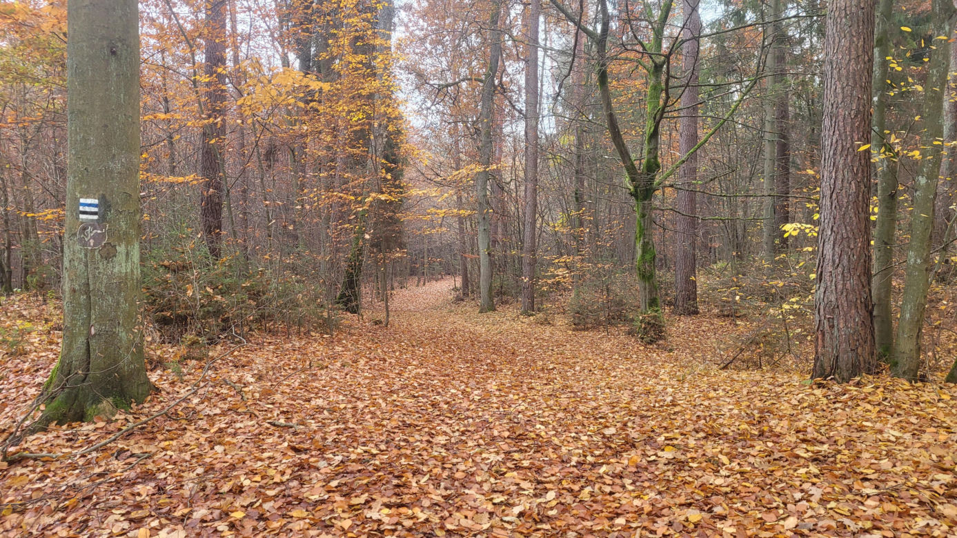 Łynostrada zachwyca o tej porze roku. Zobacz, jak prezentuje się jesienią