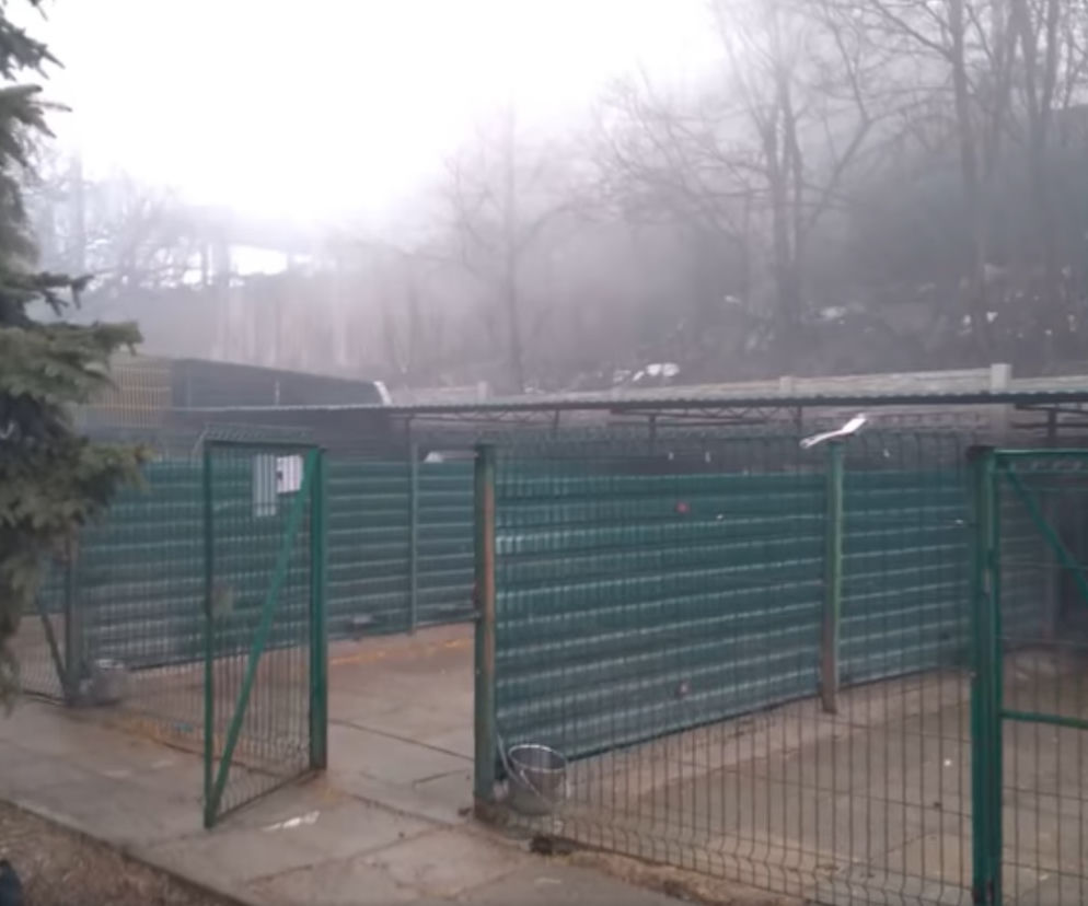 Kilkadziesiąt psów ze schroniska w domach tymczasowych po pożarze sąsiadującego z placówką wysypiska śmieci