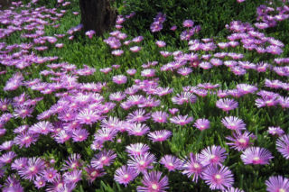 Błystek okazały - Lampranthus spectabilis