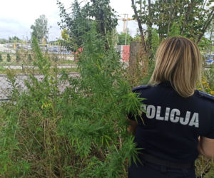 Zlikwidowana plantacja konopi indyjskich