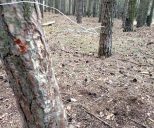 76-latek usłyszał zarzut zakładania urządzeń kłusowniczych