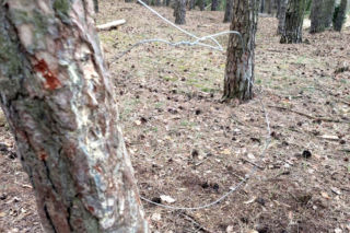 76-latek usłyszał zarzut zakładania urządzeń kłusowniczych