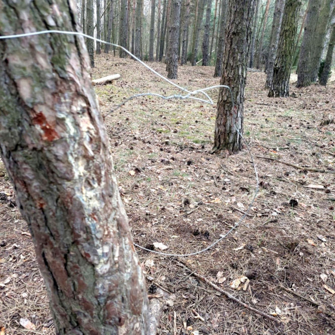 76-latek usłyszał zarzut zakładania urządzeń kłusowniczych