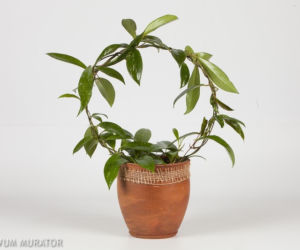 Hoja