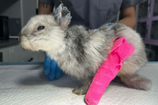 Okrucieństwo w najczystszej postaci. Bestialsko okaleczony królik znaleziony Krakowie. Marcyś walczy o życie