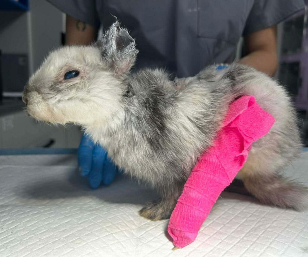 Okrucieństwo w najczystszej postaci. Bestialsko okaleczony królik znaleziony Krakowie. Marcyś walczy o życie