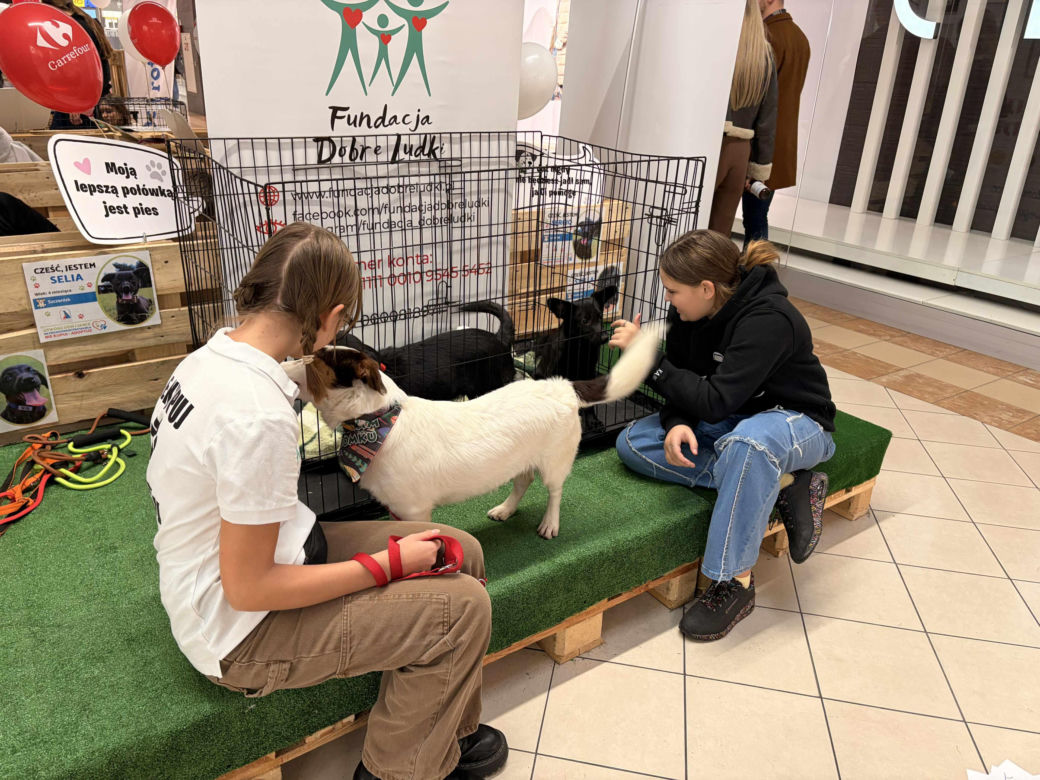 Akcja adopcyjna Fundacji Dobre Ludki w Grudziądzu