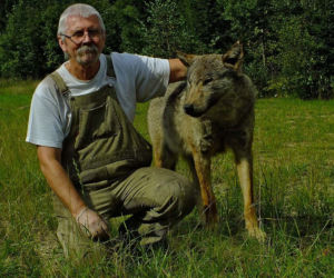 Jacek Major i wilki