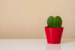 Hoja kerrii zachwyca kształtem liści i prostotą uprawy