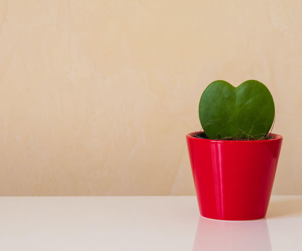 Hoja kerrii zachwyca kształtem liści i prostotą uprawy