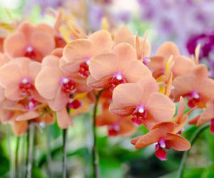 Szwedzi wiedzą, jak wymusić kwitnienie na storczykach. Zastosuj tę metodę, a orchidea w ciągu dwóch tygodni pokryje się kwiatami od dołu do samego czubka. Szwedzki sposób na storczyki 