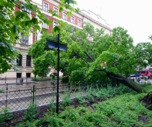 Kraków: O krok od tragedii na Basztowej. Potężne drzewo runęło na ulicę i torowisko