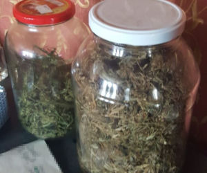 Plantacja konopi indyjskich zlikwidowana na Pomorzu! [ZDJĘCIA]