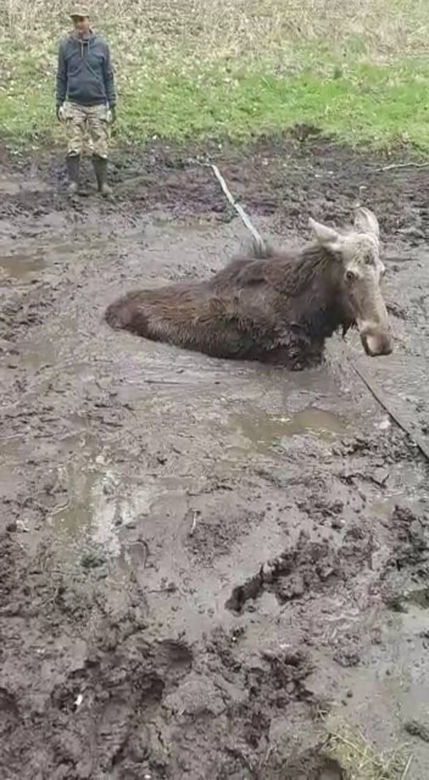 Młody łoś miał niewielkie szanse na przeżycie. Pomoc nadeszła w porę