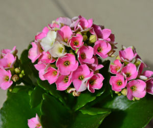 Kalanchoe