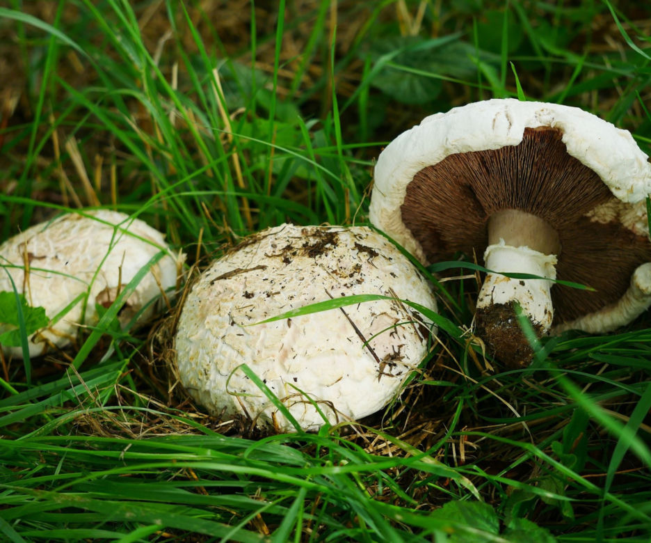  Pieczarka łąkowa