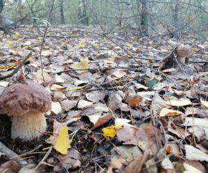 Wielkie grzybobranie w Toruniu i okolicach. Zobaczcie wspaniałe zbiory