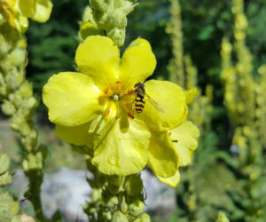 Są kolorowe, pachnące i... smaczne! Ogród Botaniczny zaprasza na jadalne kwiaty