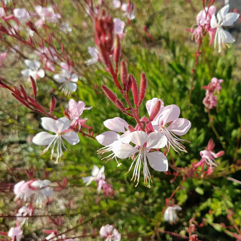 Gaura Lindheimera
